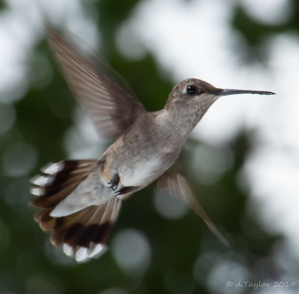 Boerne Hummingbirds-6