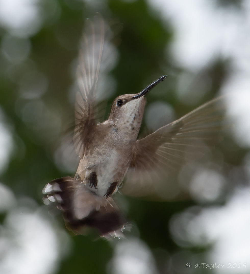 Boerne Hummingbirds-8