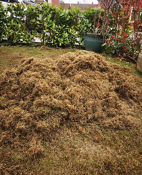 scarifying.jpg