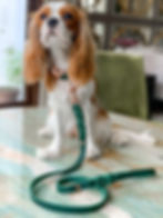 Miniaturbild: Lumi Leash