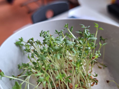 Grünes Klassenzimmer