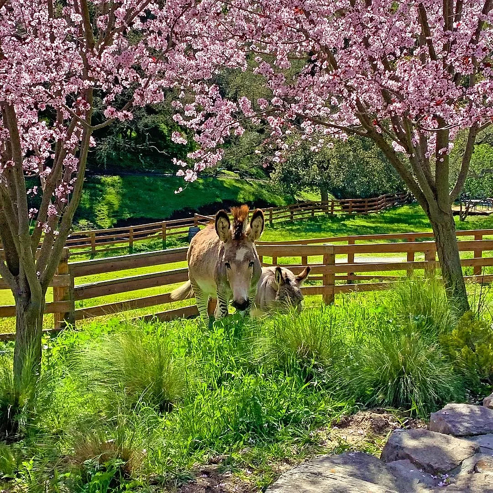 Zonkey & Donkey