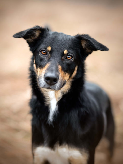 Ein Foto eines Labrador Mischlings in einer Portrait-Aufnahme vor einem braunen Feld