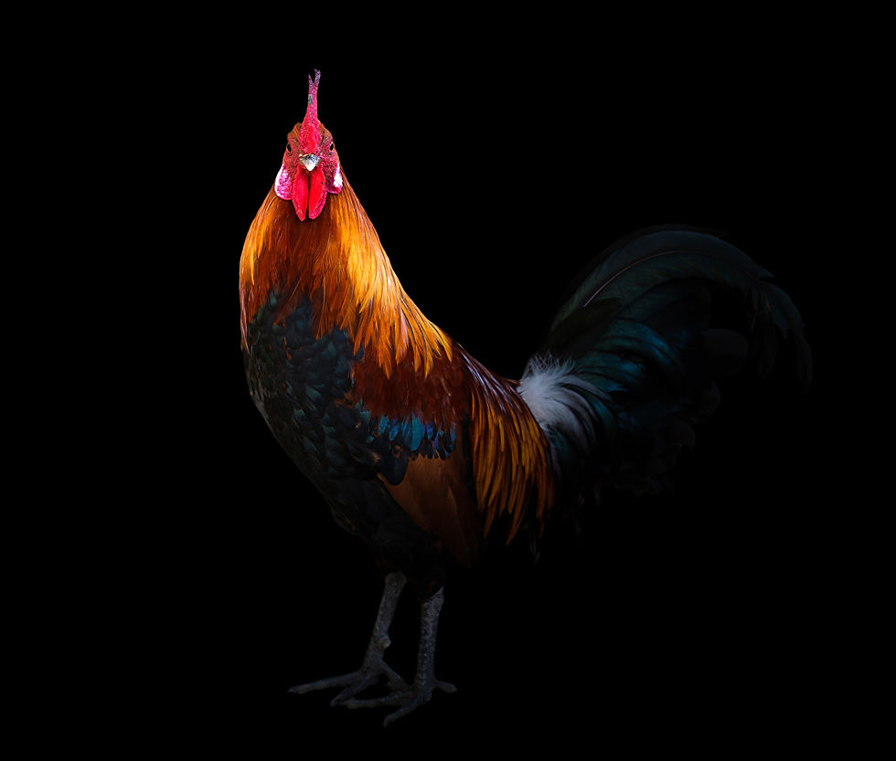ree
