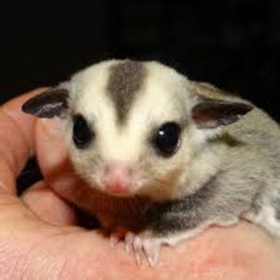 Sugar Gliders for sale in Maryland | Infinity Gliders