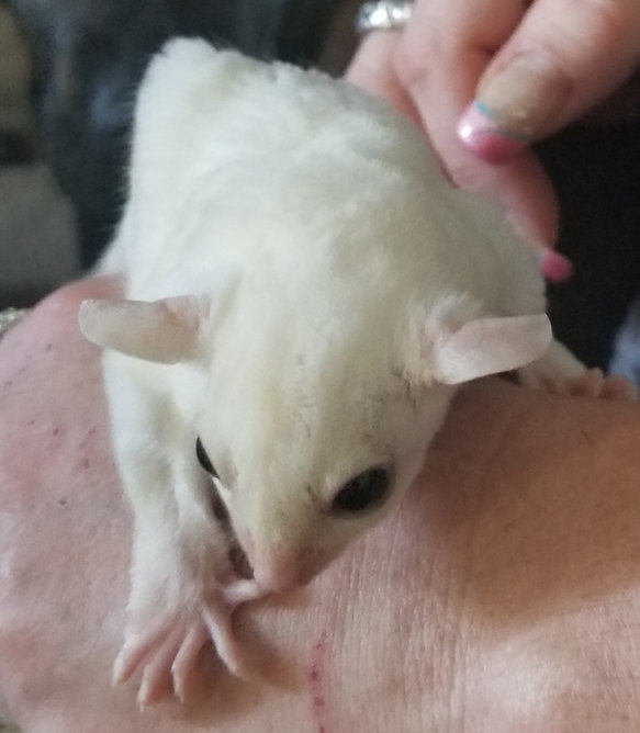 Sugar Gliders for sale in Maryland | Infinity Gliders