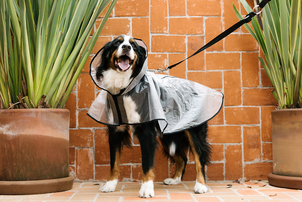 Miniatura: Impermeable Don