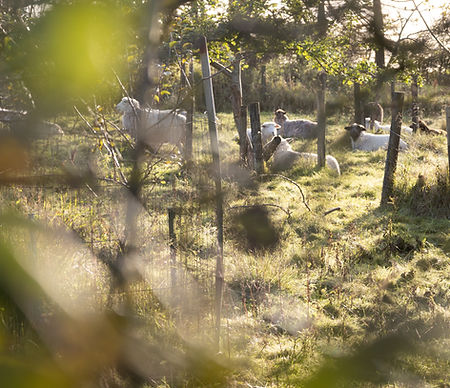 Fernhill Farm_1.jpg