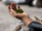 Mossibilities Workshop at CSF's Imagining Possibilities Festival 2024. Person holding a piece of moss. Image by India Mae Alby