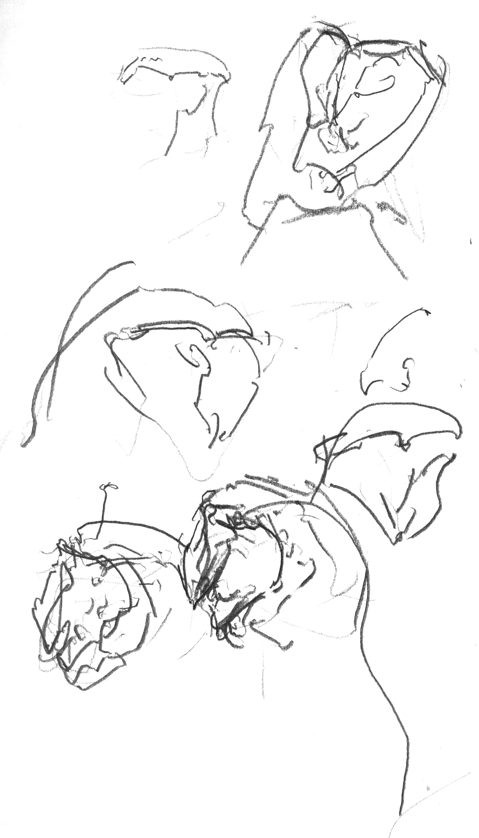 Faces