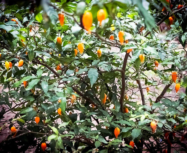 Piments orange vif sur buisson