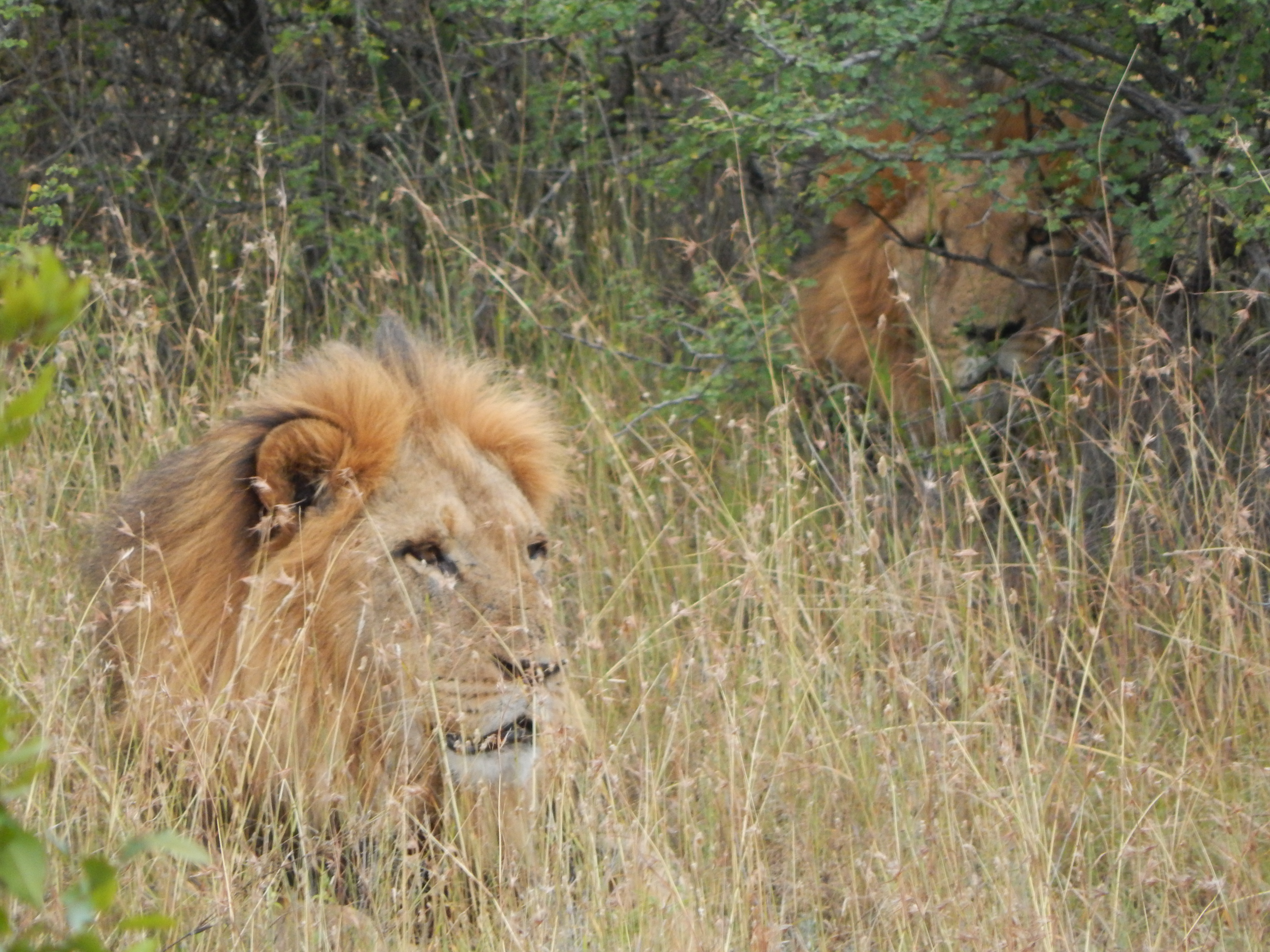 Collaring For Coexistence Lion Landscapes