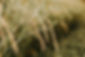 sandy-ravaloniaina-rARwqh9IXEE-unsplash のコピー.jpg
