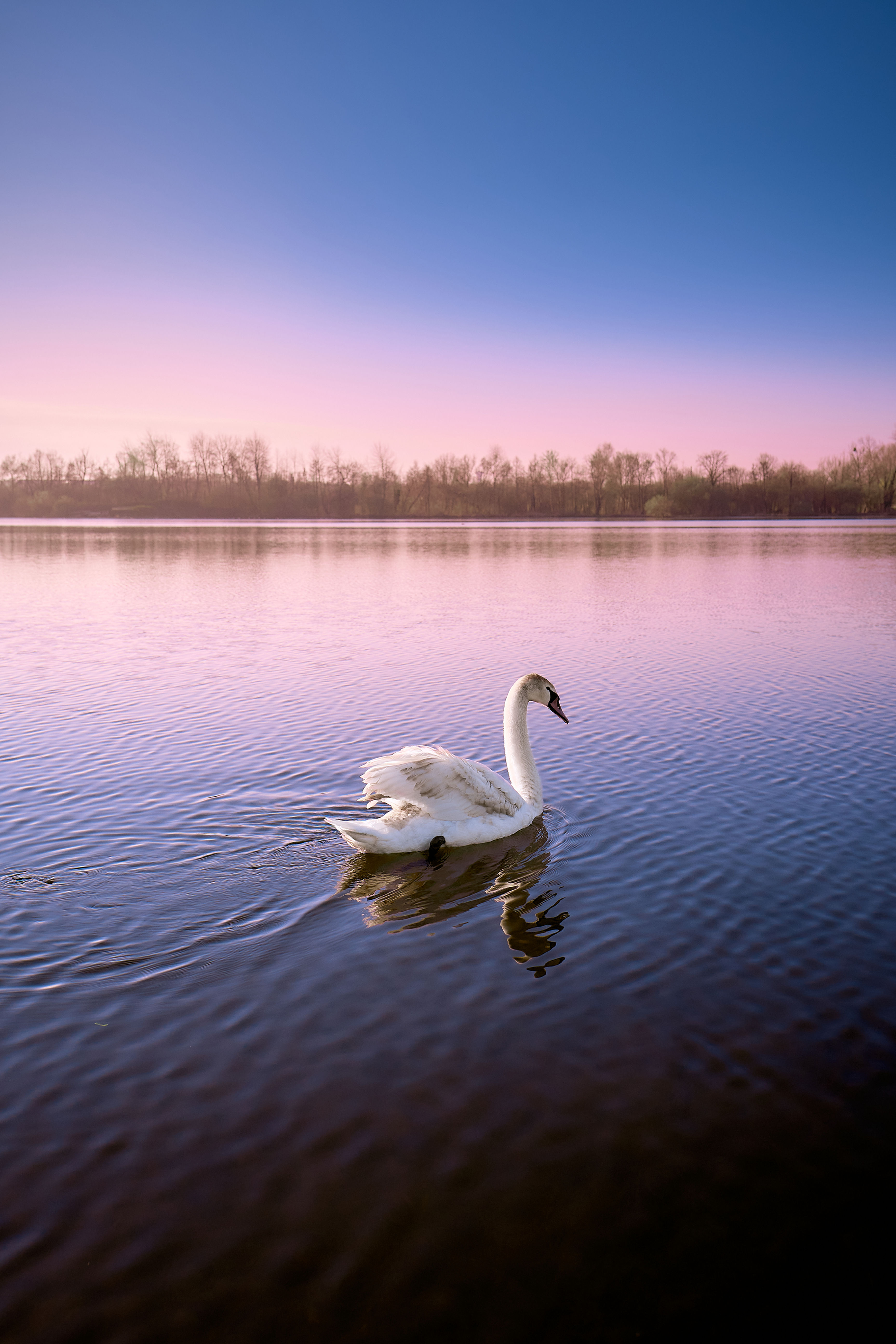 Marais aux Boeufs 2 - Camon - France