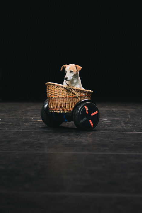 Spectacle au cirque Jules Verne d'Amiens