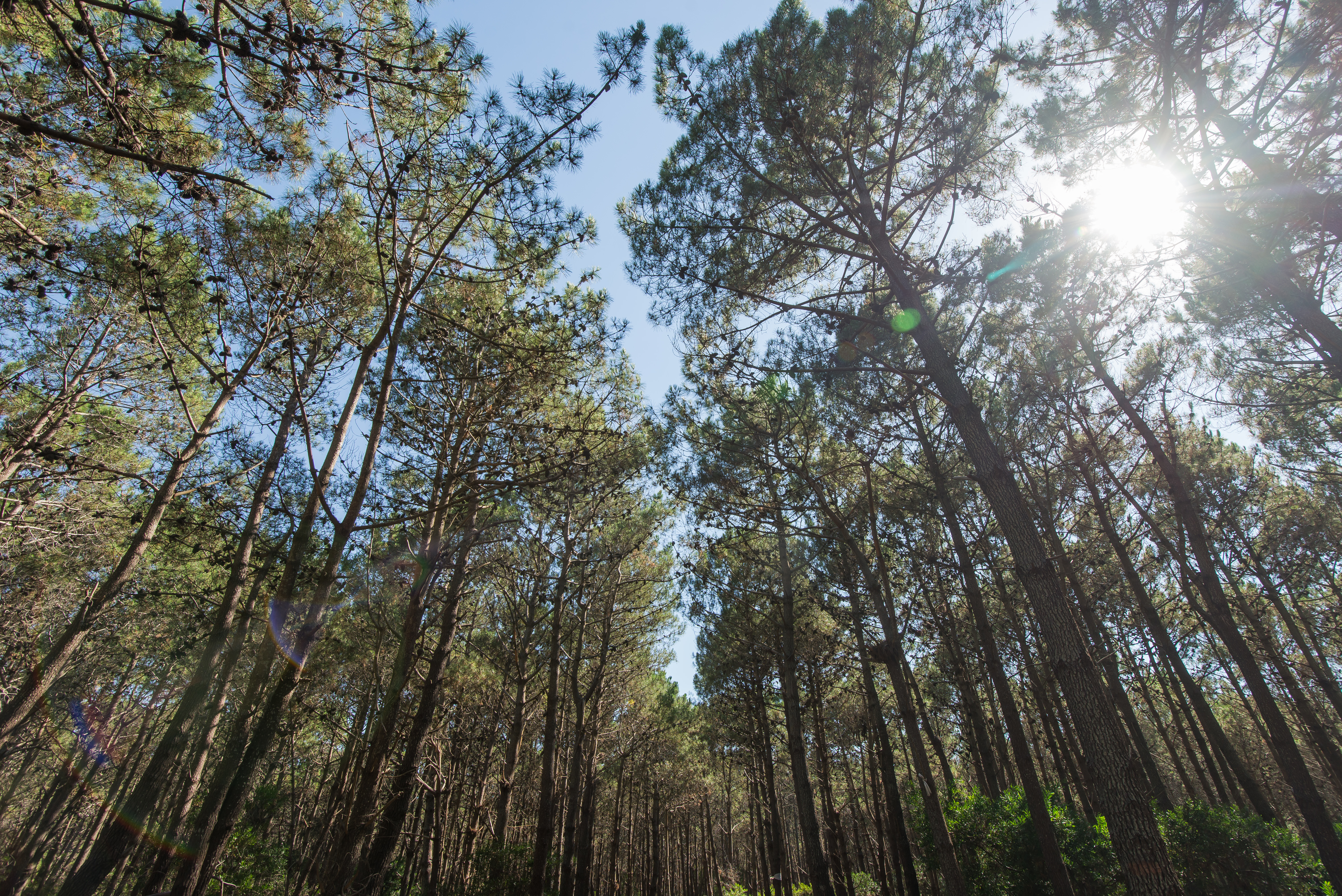 Bosques