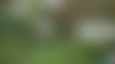 Invasive Species - Giant Hogweed