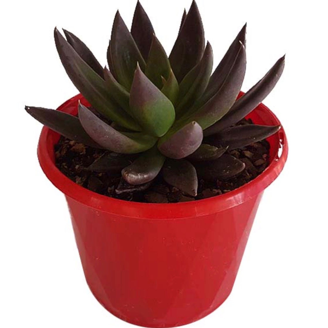 Echeveria Black Knight