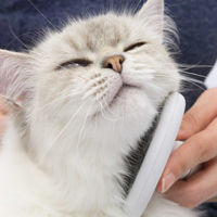 Thumbnail: Catit Longhair Grooming Kit