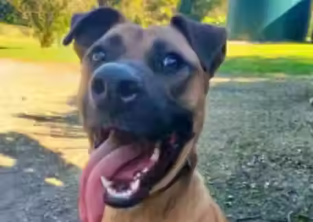 Goofy.avif