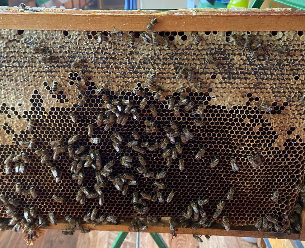 329ac6bf-ea14-4fc6-b3a4-359aeb233860_edited.jpg