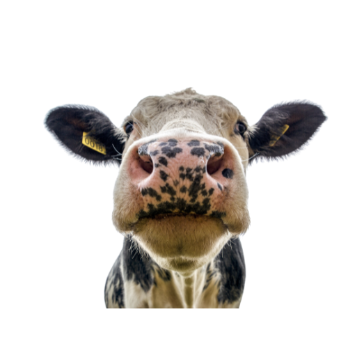 cow