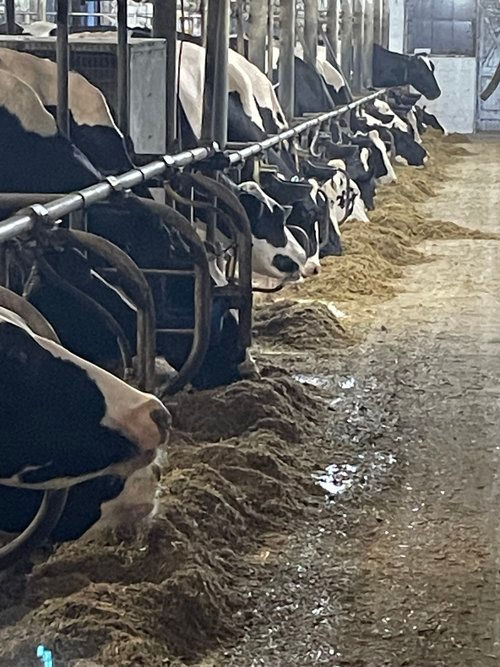 Dairy cows eating hay in a barn at Horningford Creamery