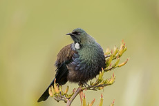 Tui Prosthemadera novaeseelandiae