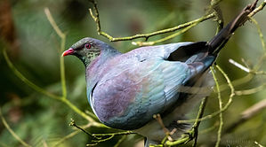 Close-up of kereru in aviary at Otorohanga Kiwi House, showcasing New Zealand’s native wood pigeon in a natural habitat