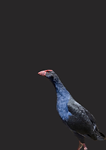 Pukeko standing in lush grass, showcasing New Zealand’s vibrant native swamphen with striking blue feathers and bright red beak, a favorite sight for visitors exploring New Zealand’s wetlands