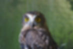 Morepork