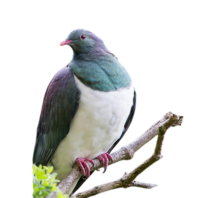 NZ Pigeon Kereru Hemiphaga novaeseelandiae Transparent Background