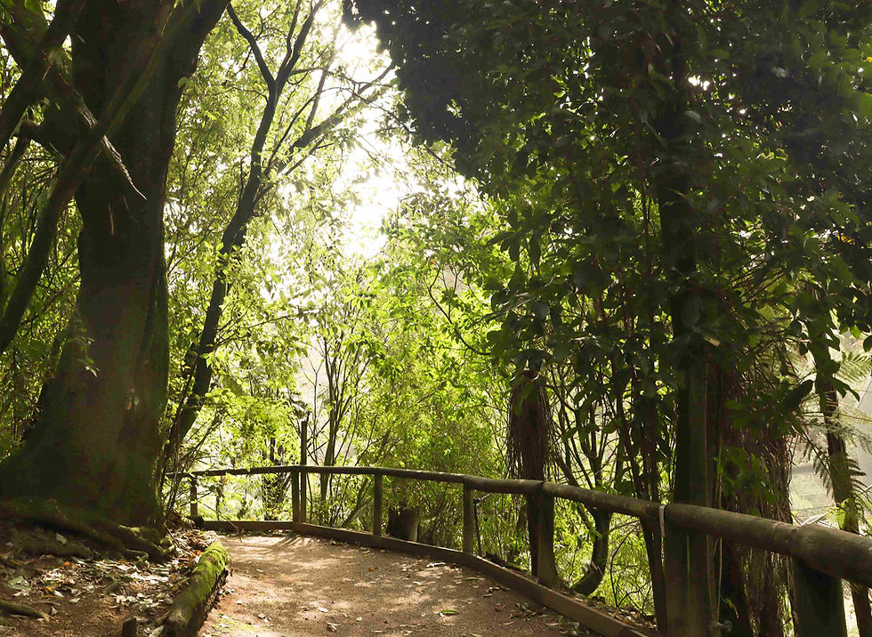 Scenic walkway through native New Zealand bush at Otorohanga Kiwi House, surrounded by forest plants and birdsong