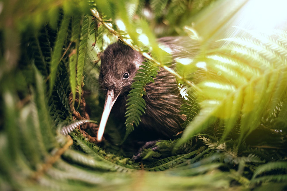 Kiwi chick nestled in ferns at Otorohanga Kiwi House, symbolising the native wildlife supported by your donation