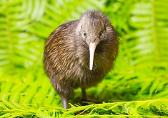 Brown Kiwi Apteryx mantelli Bartlett