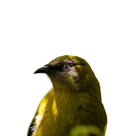 Bellbird Korimako Anthornis melanura Transparent Background