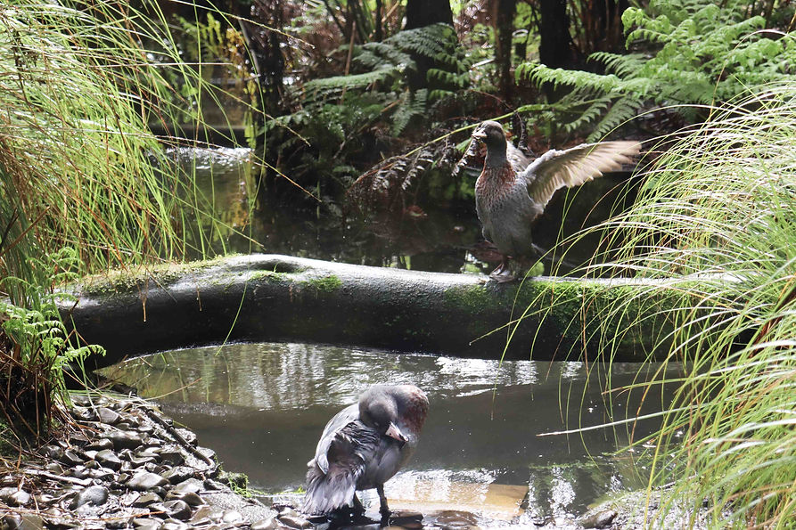 Close-up of whio standing on a log with wings outstretched, showcasing New Zealand’s rare native blue duck in its natural river habitat