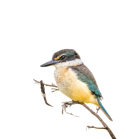 Kingfisher Kotare Todiramphus sanctus Vigors & Horsfield Transparent Background
