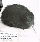 1st Kiwi Hatched