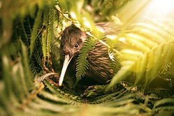 Brown Kiwi Apteryx mantelli Bartlett