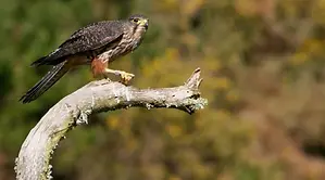 nz-falcon-karearea-in-native-bush-perched.png