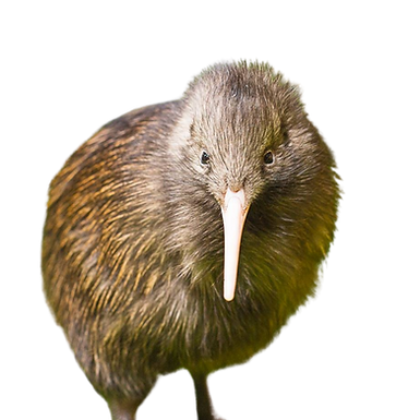 Brown Kiwi Apteryx mantelli Bartlett Transparent Background