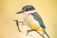 Kingfisher Kotare Todiramphus sanctus Vigors & Horsfield