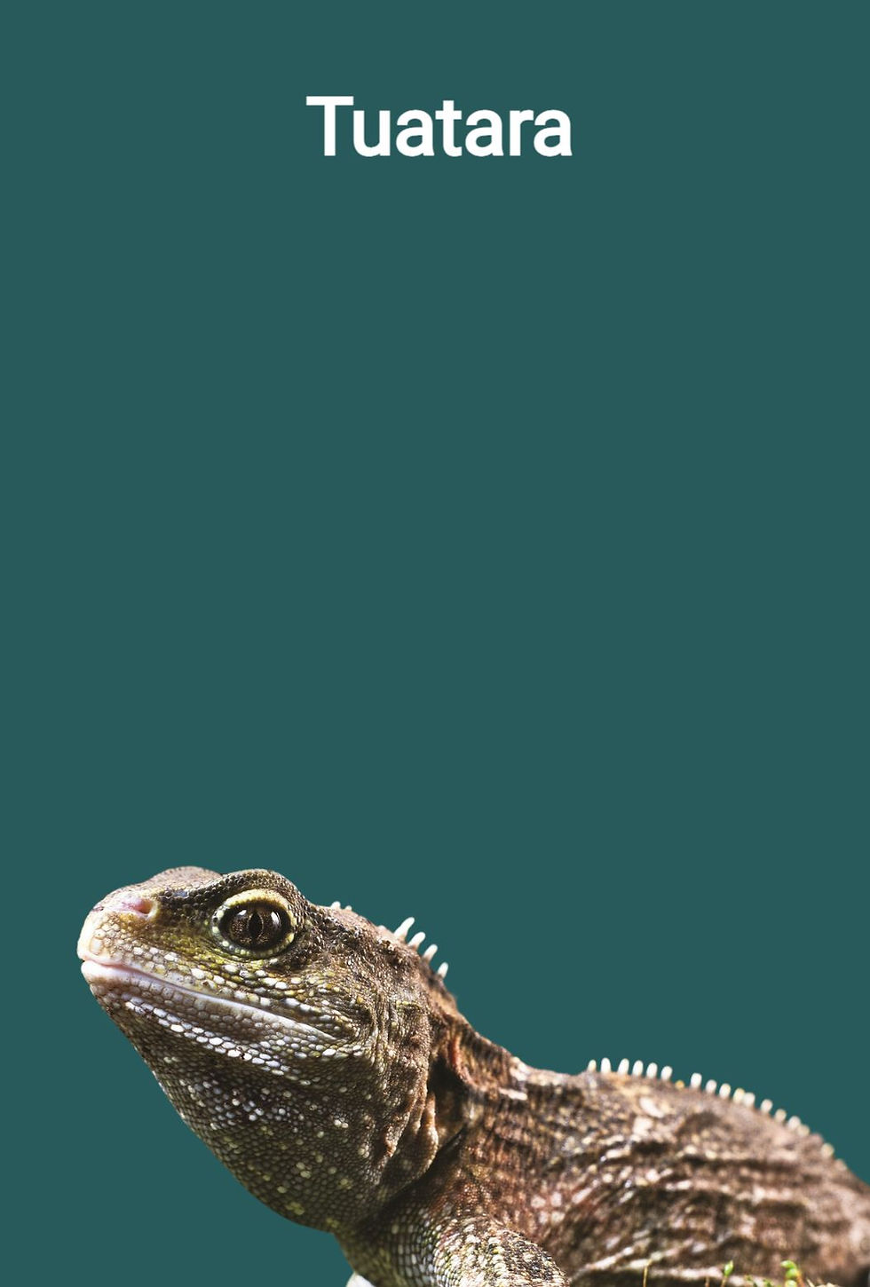 Unique to New Zealand, the tuatara is the last surviving member of an ancient reptile order. Meet th