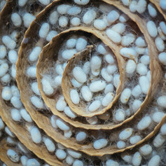 Odisha Crafts Museum_Kala Bhoomi_Handloom_Textile Craft_12.jpg