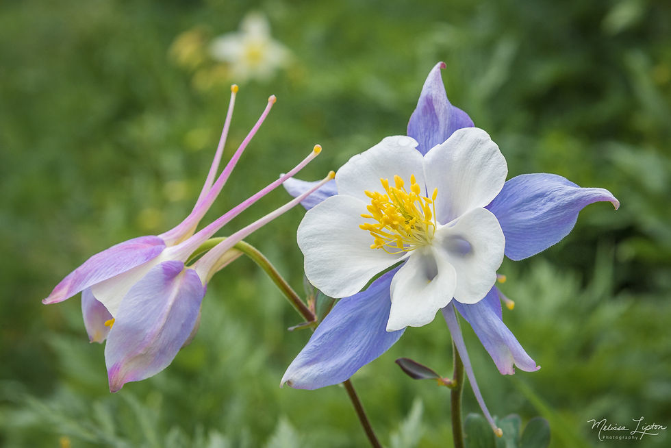July 2021 Crested Butte, Colorado Wildflower & Landscape Photo Workshop