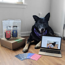 Real Dog Box Review