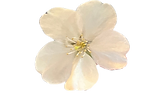 cherry blossom