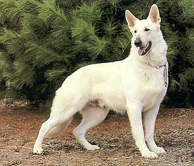 polar_bear.jpg