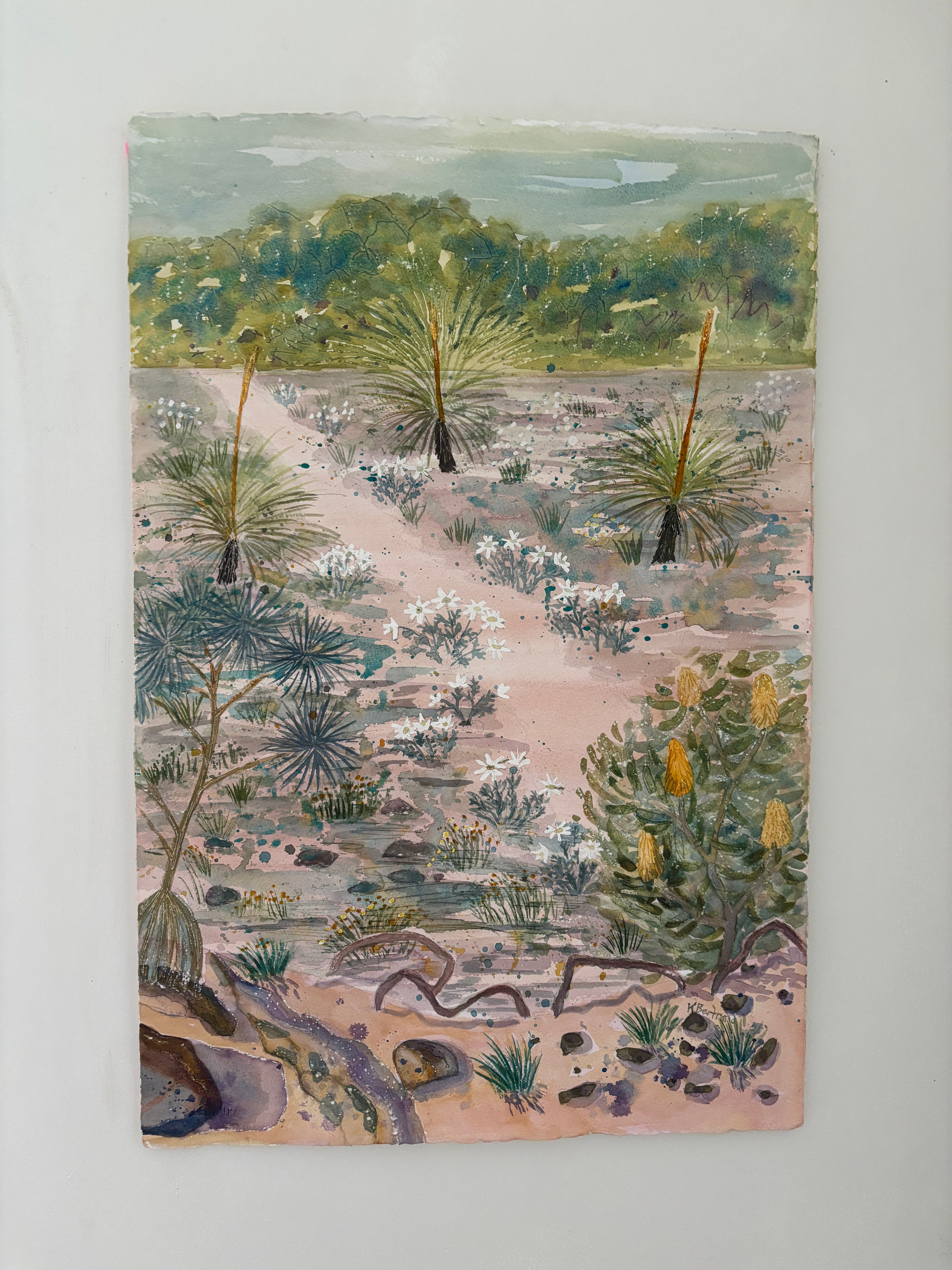 watercolour on paper NSW Coast Flannel flowers